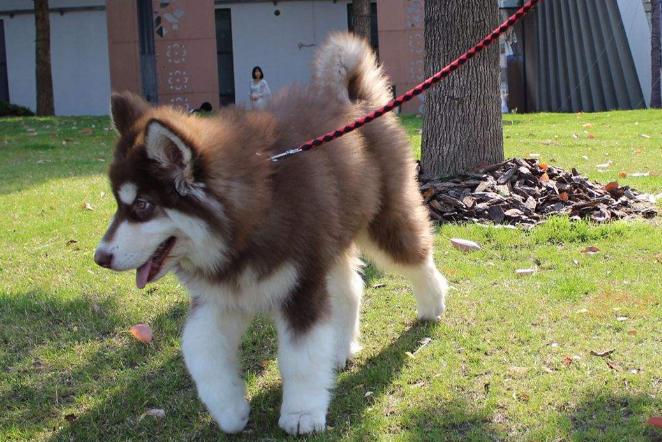 遛狗要怎么牵才不会拉,怎么遛狗才是正确的方式