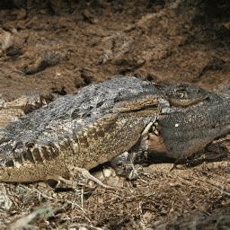 史上最强GAN：训练费10万起，现在免费体验，画风鬼畜又逼真