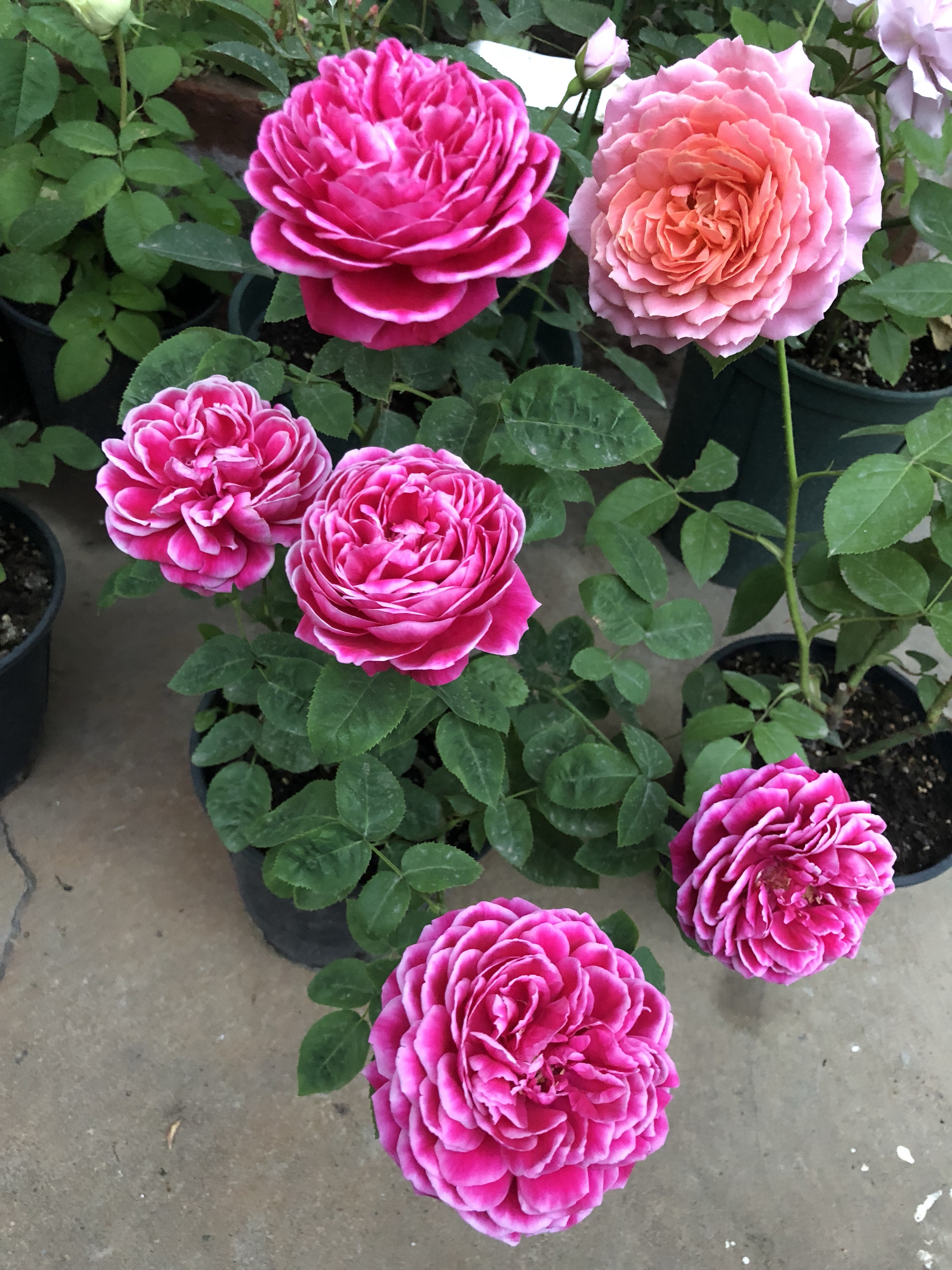 世界最美月季之一，花似牡丹芍药，开花勤，种植容易，盆栽也可以