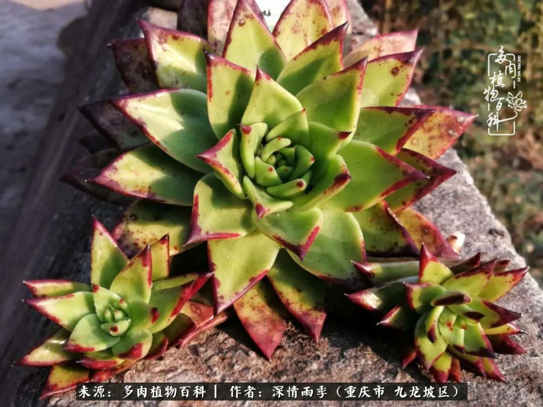 在重庆养多肉养的是一种信仰,重庆养多肉适合用什么土