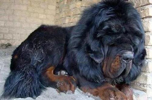 盘点狗界中的山寨货,狗界中的假货