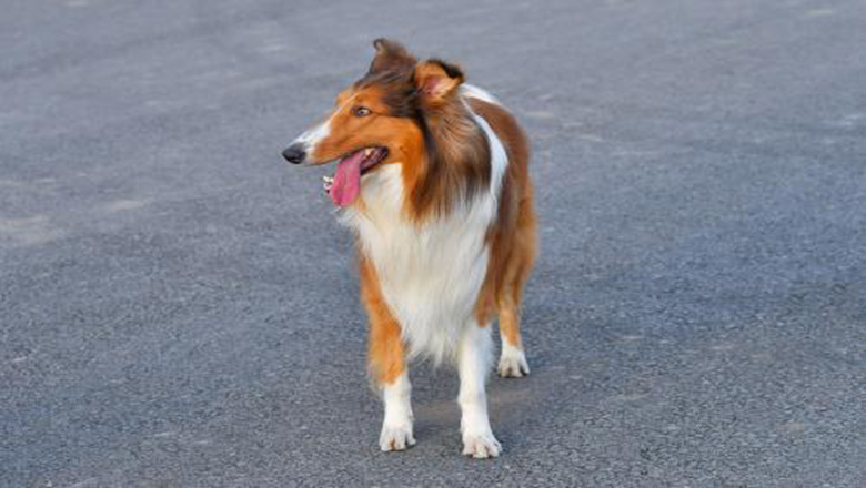 苏牧购买,哪里可以买到正宗的苏牧