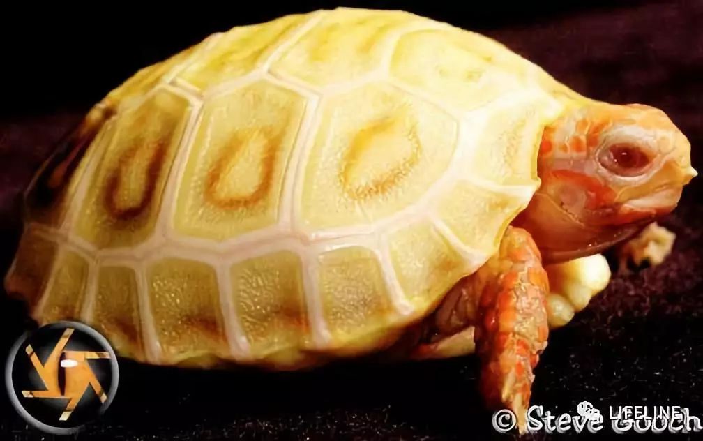 红腿陆龟怎么养活,新手养红腿陆龟准备什么