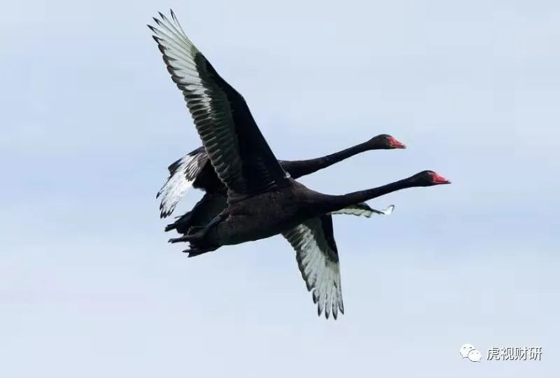 中国中免深度分析,中国中免的股票还会涨吗