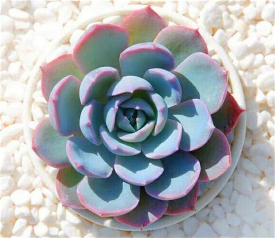 蓝石莲多肉度夏怎么养,蓝石莲耐寒多少度