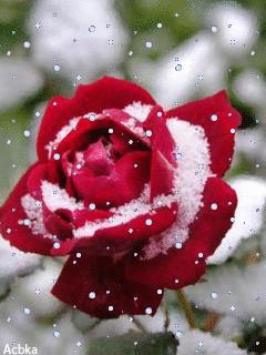 神秘的水中花,趣味神奇的水中花