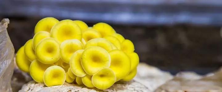 假期过后带特产回家,假期归来有好物