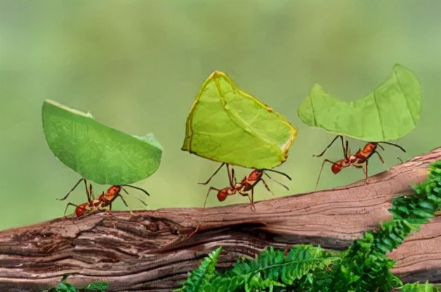 静美佛坪第一期视频,静美佛坪完整视频