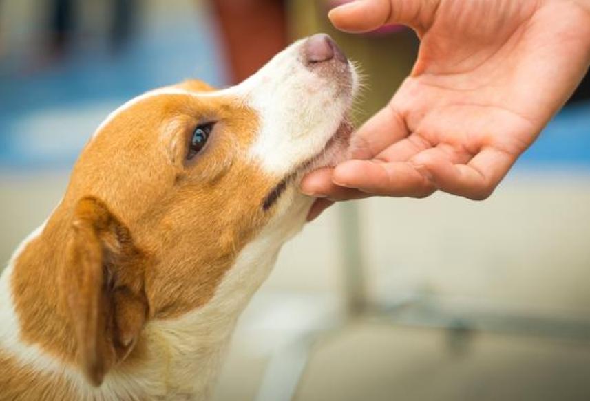狗狗这两天摸到它就痛得叫唤,狗狗这些部位脏一点反而更健康