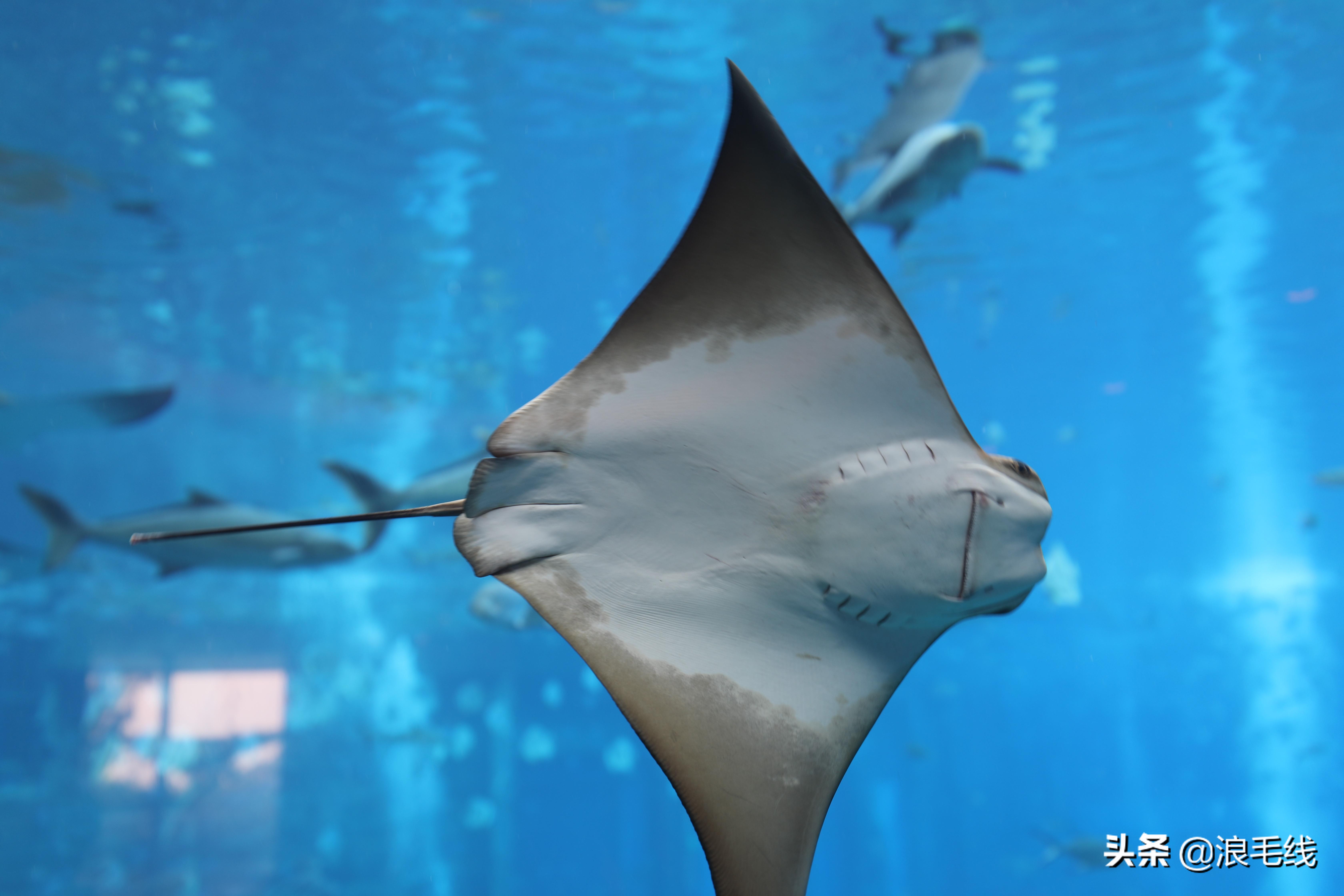 三亚海棠湾自由行热门攻略,那年夏天那片海简介