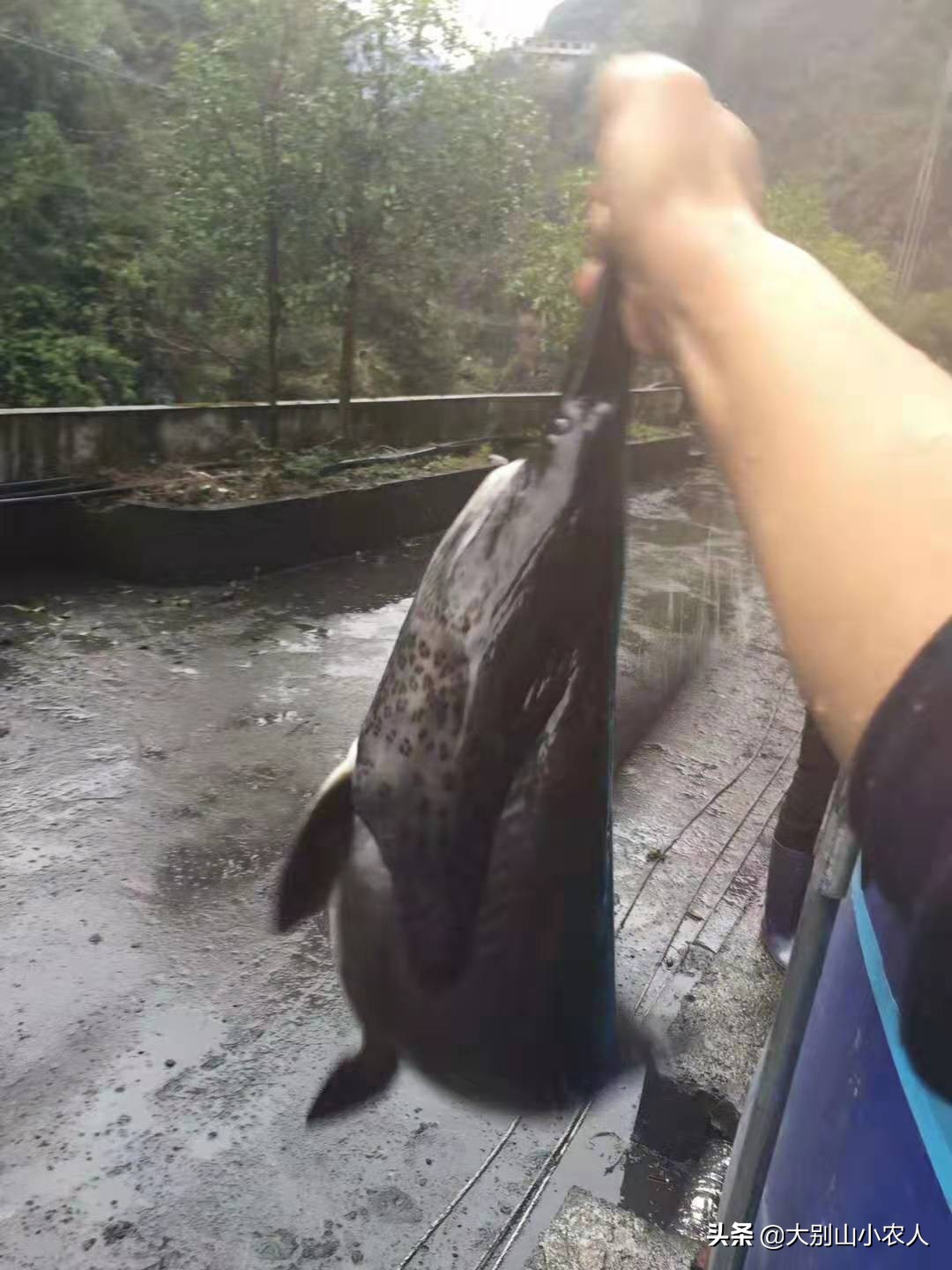 多地捕获！既是保护又是入侵鱼种，烫手的“长嘴怪鱼”如何处理？