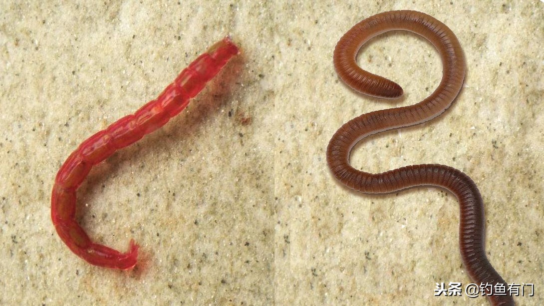 肥水塘冬天用蚯蚓还是红虫好,冬天钓鲫鱼是红虫好还是蚯蚓好
