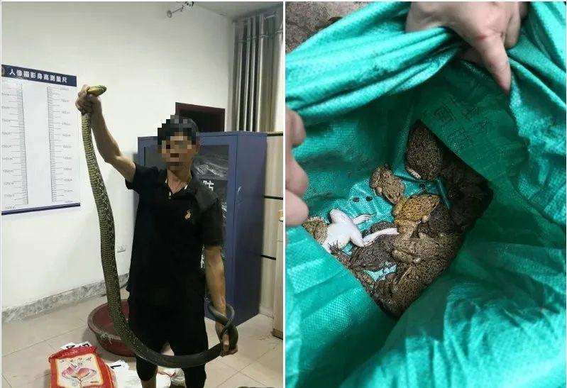 3年杀1.2万只“黄大仙”,被罚960万,其实农民这几种行为也违法