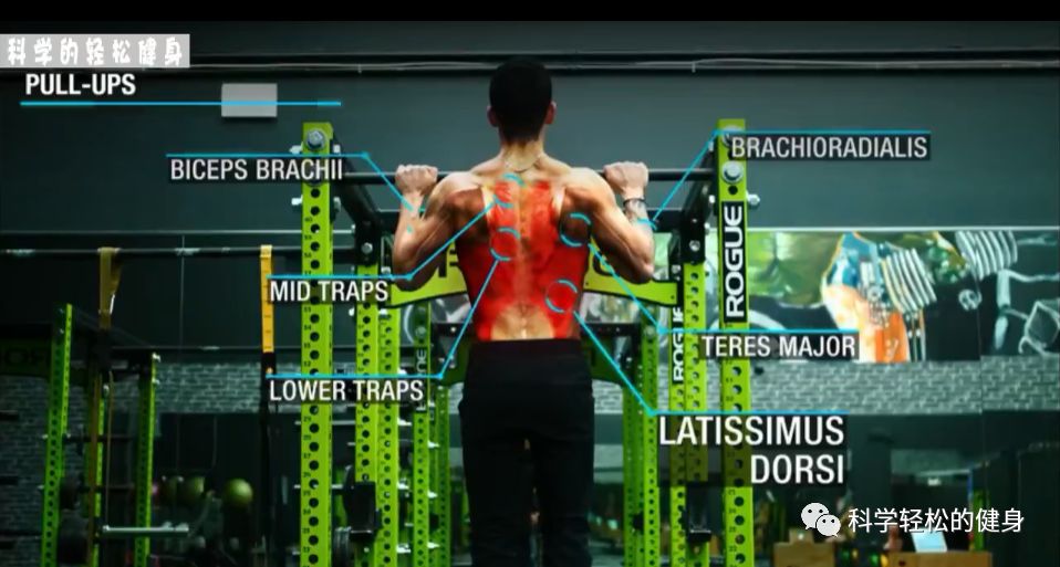背部肌肉训练计划虐出完美的背肌,背部各个肌肉位置锻炼方法