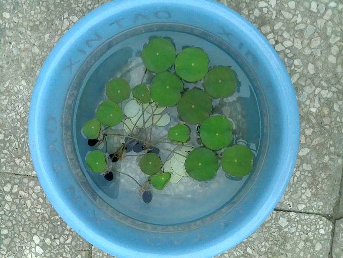 养碗莲,做到“3多”,不干叶绿油油,开花勤,3天冒一个花苞