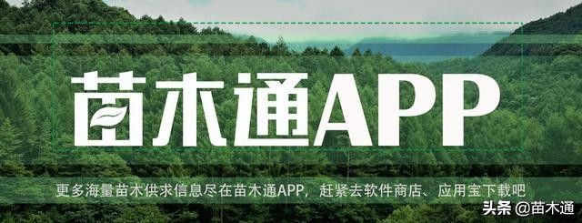 这种植物人称“绿色黄金”，不仅能长寿，还能治病！！！