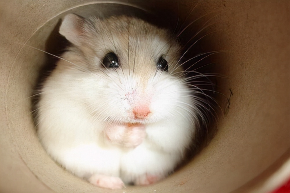 仓鼠抽搐无力侧身躺着怎么办,仓鼠闭着眼抽搐要多久才能好