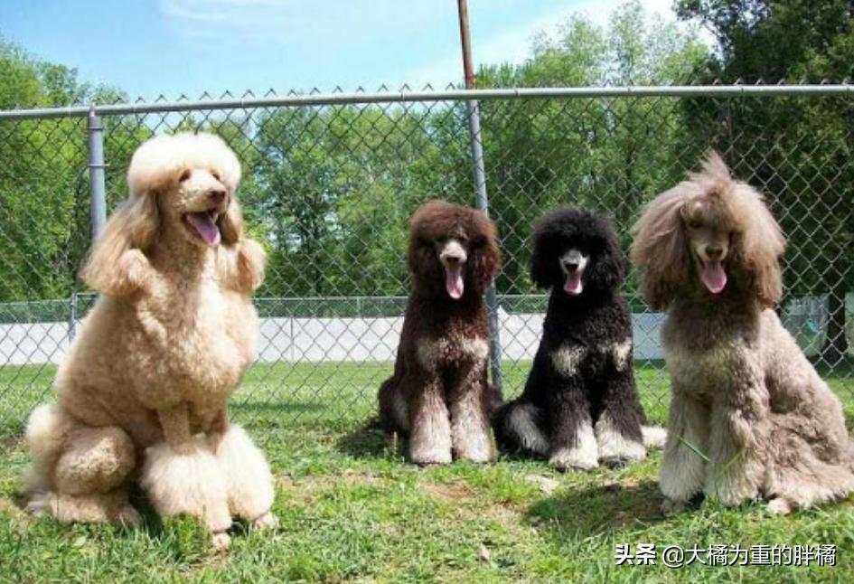 贵宾犬需要注意哪些,巨型贵宾犬的6个缺点你能接受吗