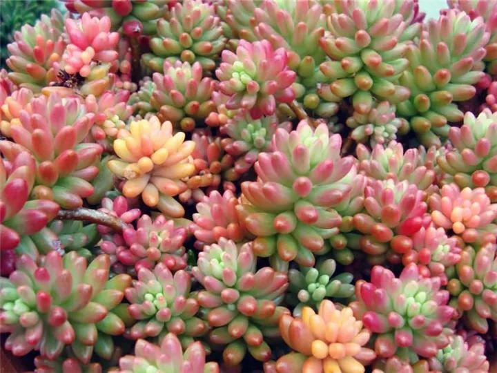 什么多肉夏天也可以继续生长,教你十大多肉养护技巧