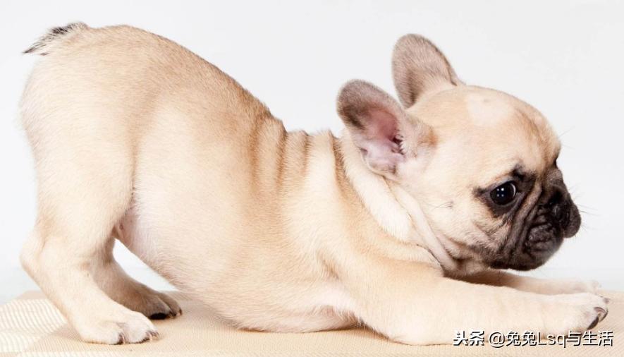 斗牛犬什么品种最厉害,斗牛犬都有什么品种