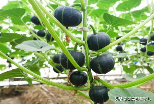 中原蔬菜博览会直播间,2024蔬菜博览会直播