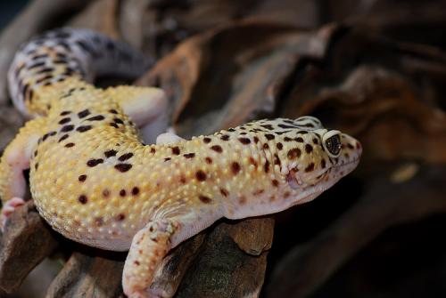 豹纹守宫尾巴扎破了一点点,豹纹守宫掉几次尾巴就不长了