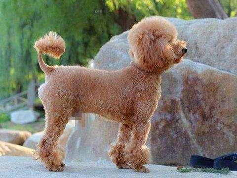 怎样改掉泰迪犬的坏习惯,惩罚泰迪犬5个禁忌绝不能犯