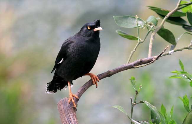 新手养八哥最佳时间,养八哥注意事项和禁忌