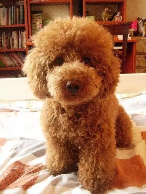 身价最高的狗,身价20亿的狗