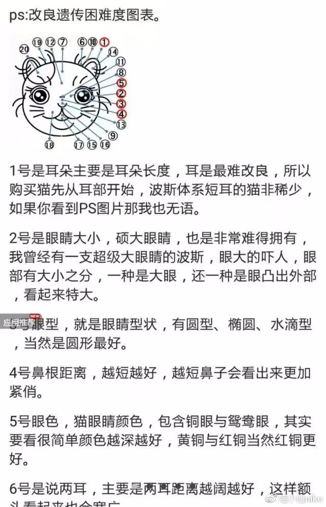 加菲猫品相怎么看,加菲是什么品相
