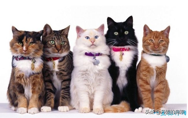 最受欢迎的小型宠物狗排名第一名,家庭喜欢养的宠物狗前十排名