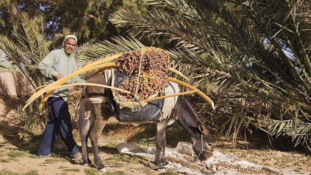 中国便宜国外却很贵的水果,中国便宜的水果却在国外是奢侈品