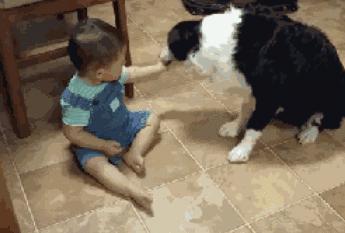 如何判断边境牧羊犬是笨是聪明,边境牧羊犬为什么不会攻击人