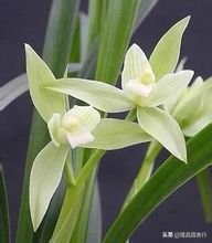 隆昌素“云顶香”险些绝迹的旧事