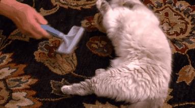 打猫可以纠正猫的坏行为吗,猫犯错了可以关起来吗