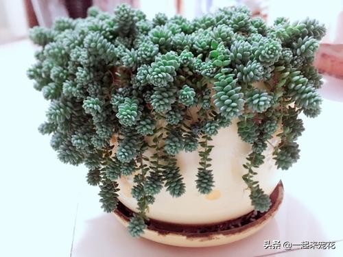 和姬星美人类似的多肉,多肉大姬星美人