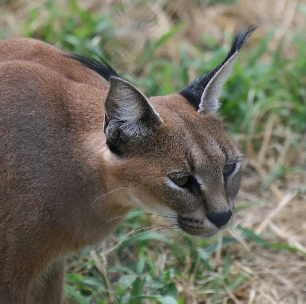 狞猫耳朵非常漂亮会旋转,狞猫一只长相狰狞的猫