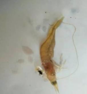 黑鳃、烂鳃、绿鳃、黄鳃，都让你心塞