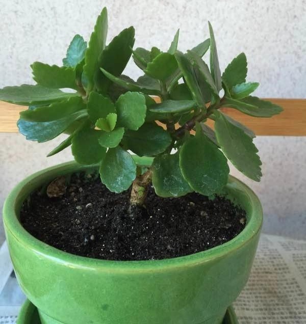 养长寿花技巧与方法,养长寿花的技巧