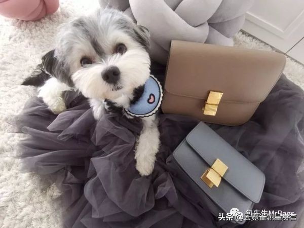 超好看的宠物包,好看又大的宠物包