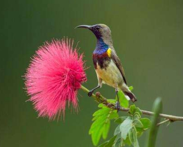 *欢合**花：花美叶美、有色有香的*欢合**花，管理与栽培