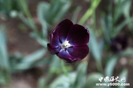 郁金香花语和什么花语最搭配,郁金香花语和寓意是什么发朋友圈