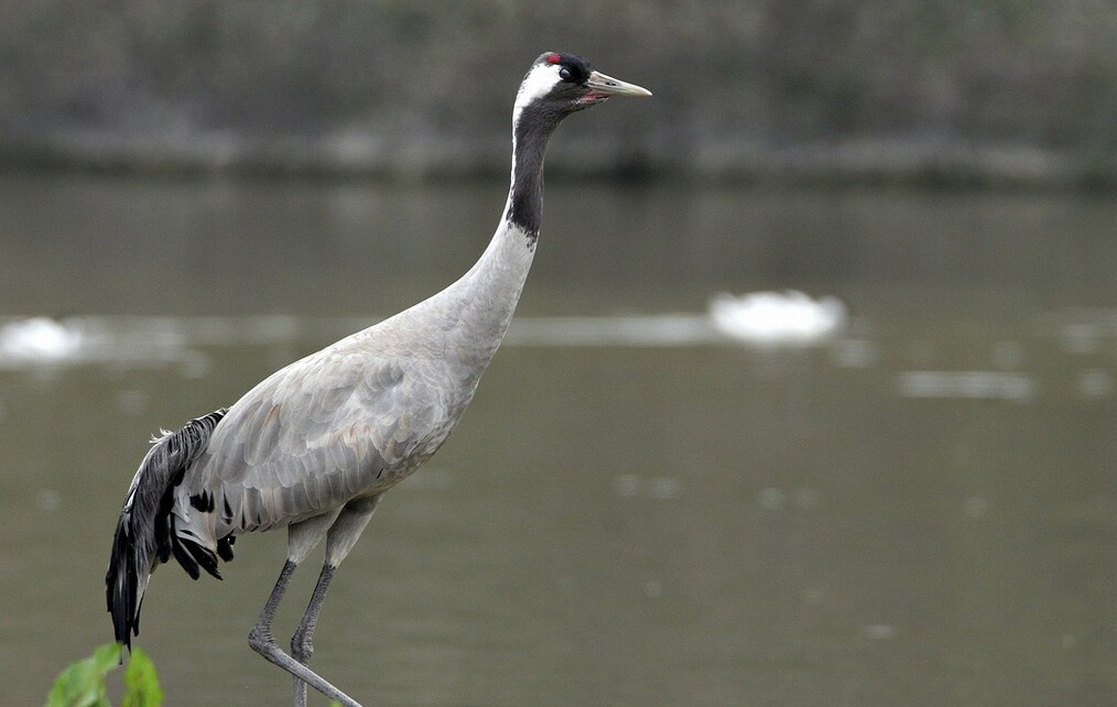 东江揽胜,惠州淡水常见鸟类图谱
