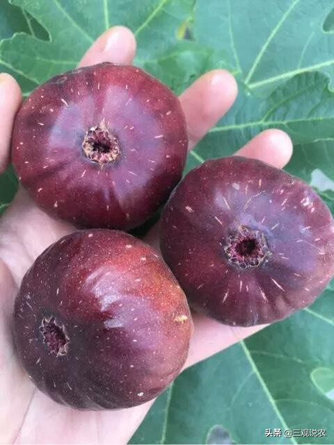 种植无花果前景分析报告,无花果种植具有较好的经济效益