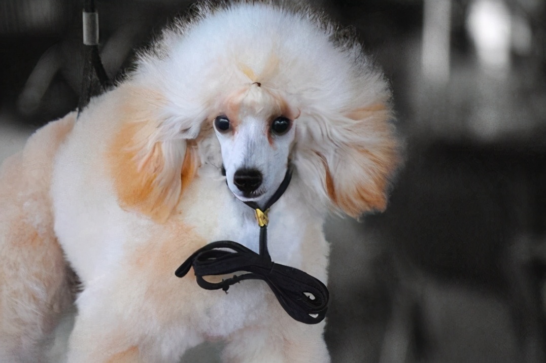 纯种巨型贵宾和二代巨型贵宾,灰贵宾和白贵宾串串