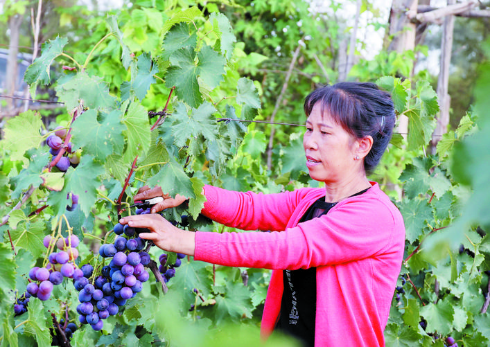 庆丰收感党恩山东各地丰收节活动,庆丰收感党恩宴席背景图片