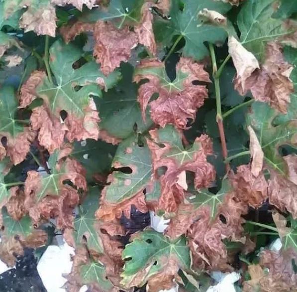 葡萄药害的原因和防治,葡萄药害的缓解和补救措施