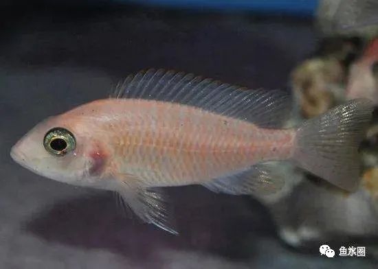 三湖慈鲷马鲷孔雀珍珠系能长多大,三湖慈鲷之孔雀