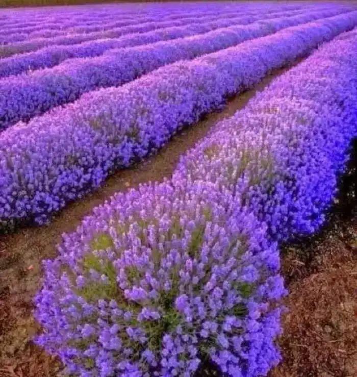 能有效驱蚊的植物,十种驱蚊最好的植物