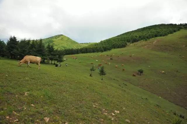张家口冬天自然景观,张家口地区壮美山河优美风景介绍